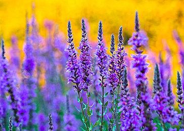 《宣誓》27分钟深入展示视频 将有第三人称视角